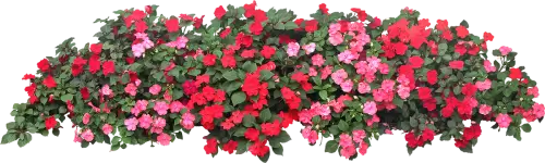 flores